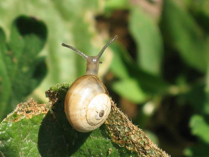 Gasteropode